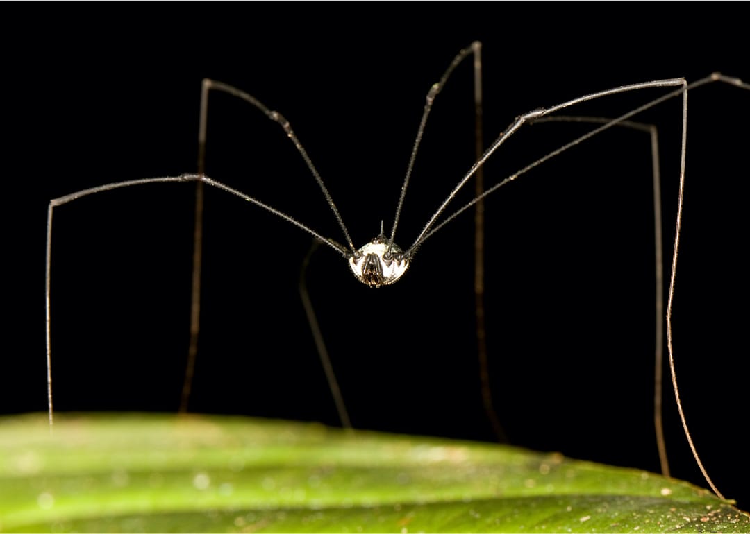 Spiders