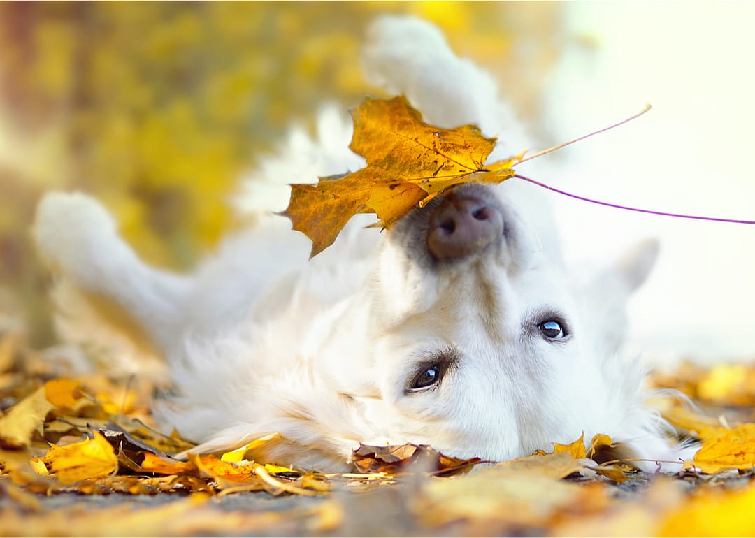 Parvovirus