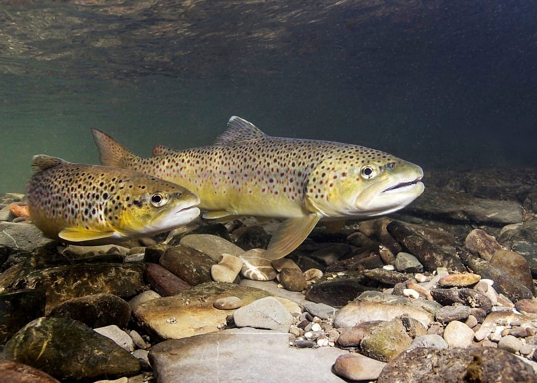 Brown Trout