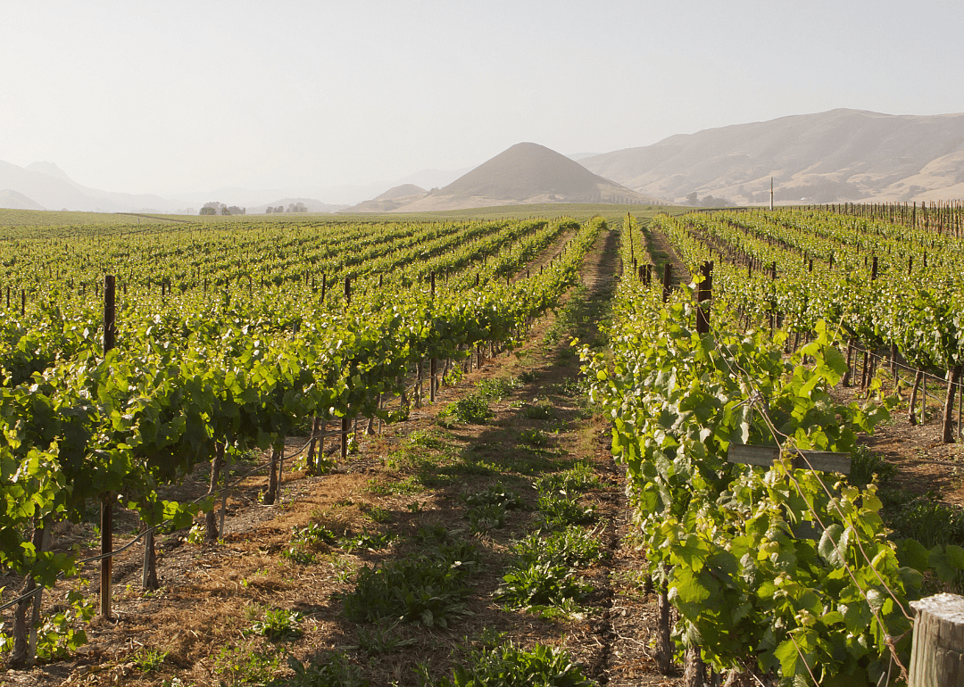 Vineyard in Edna Valley