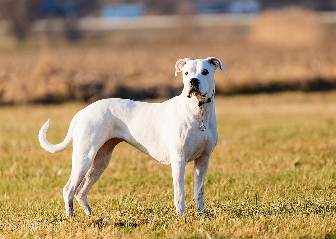 Young dogo argentino in the field with evening sun.