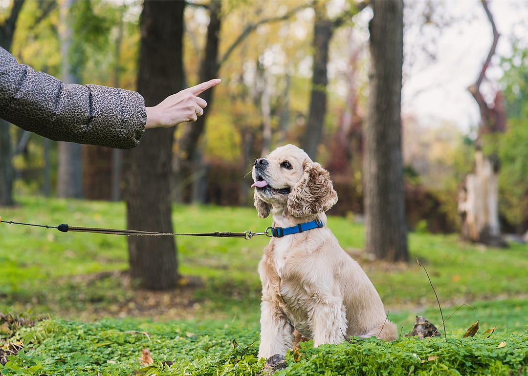 Dogs evolved to understand our hand signals
