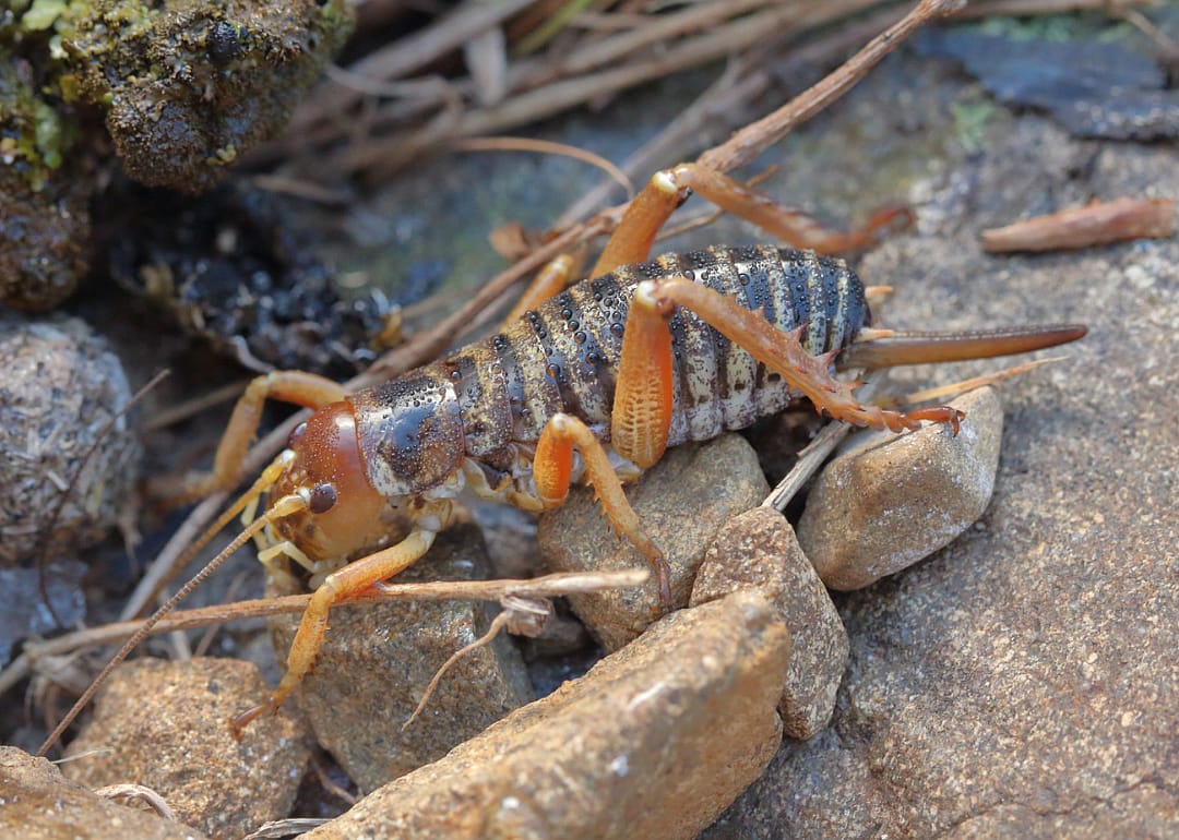 Mountain stone wētā