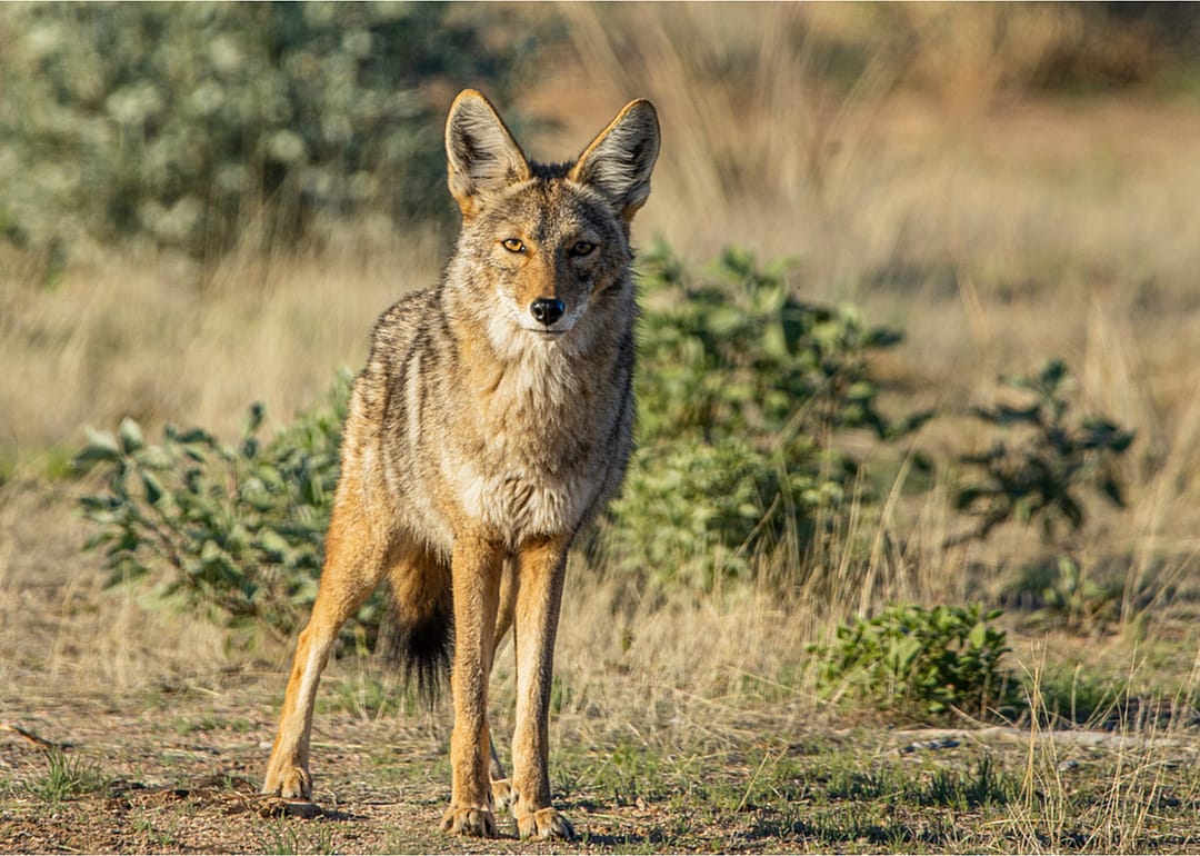 Coyotes