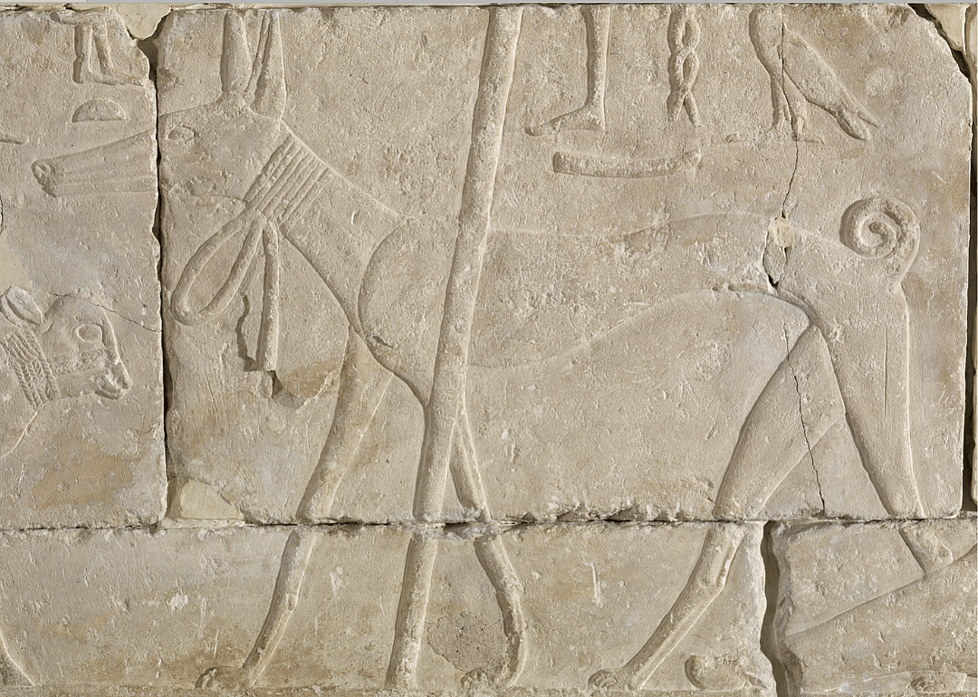 8,000 years ago: The basenji arrives