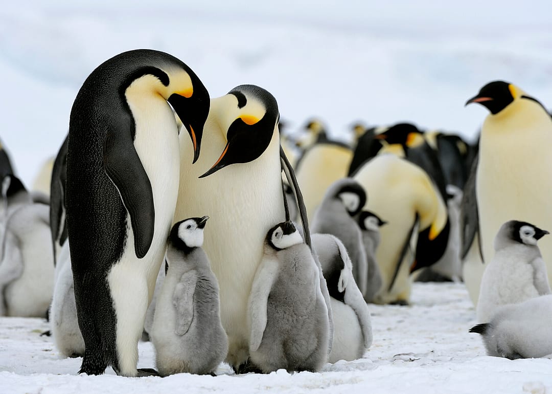 Emperor penguin