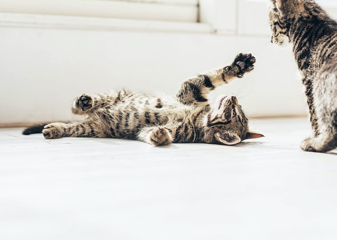Should I get my kitten microchipped?