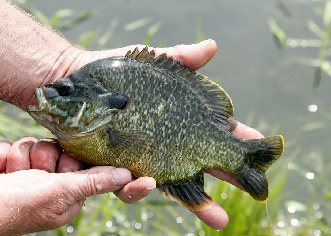 Bluegill Sunfish