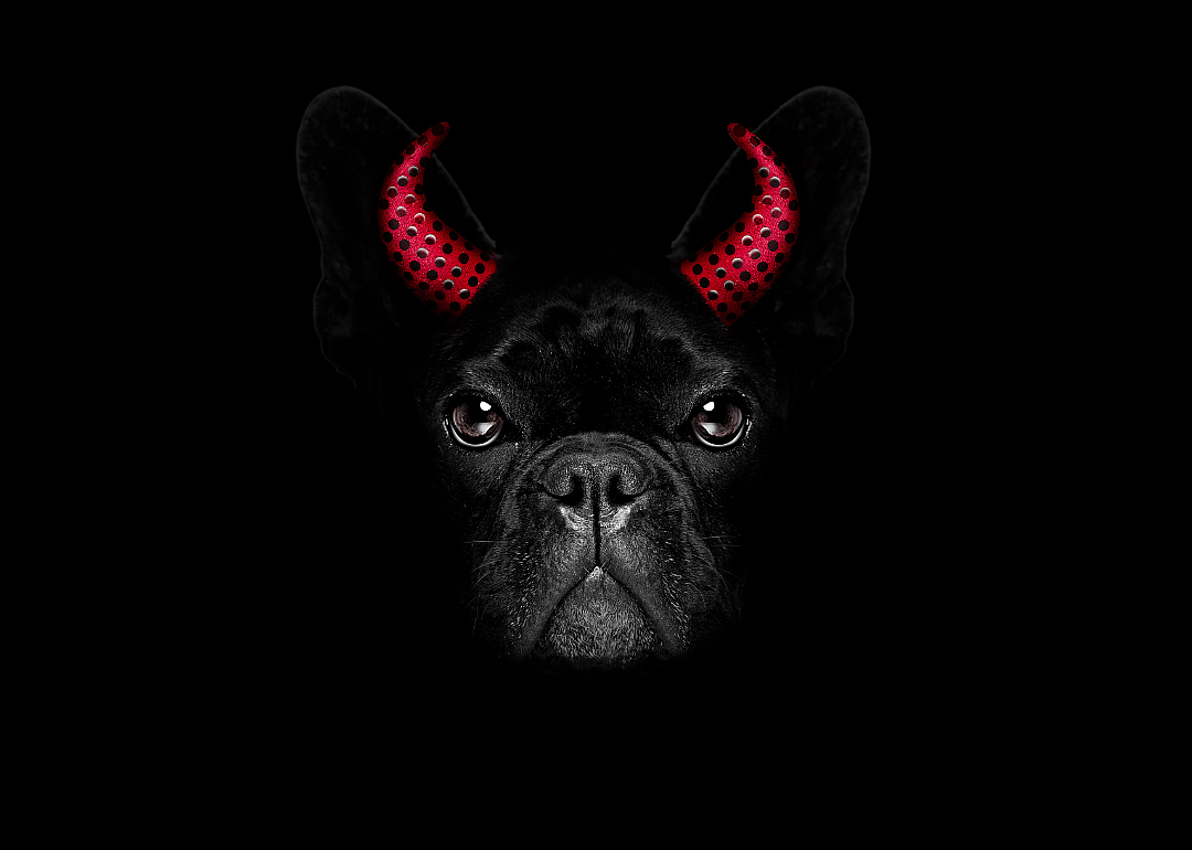 One in five people will buy a costume for their pet.