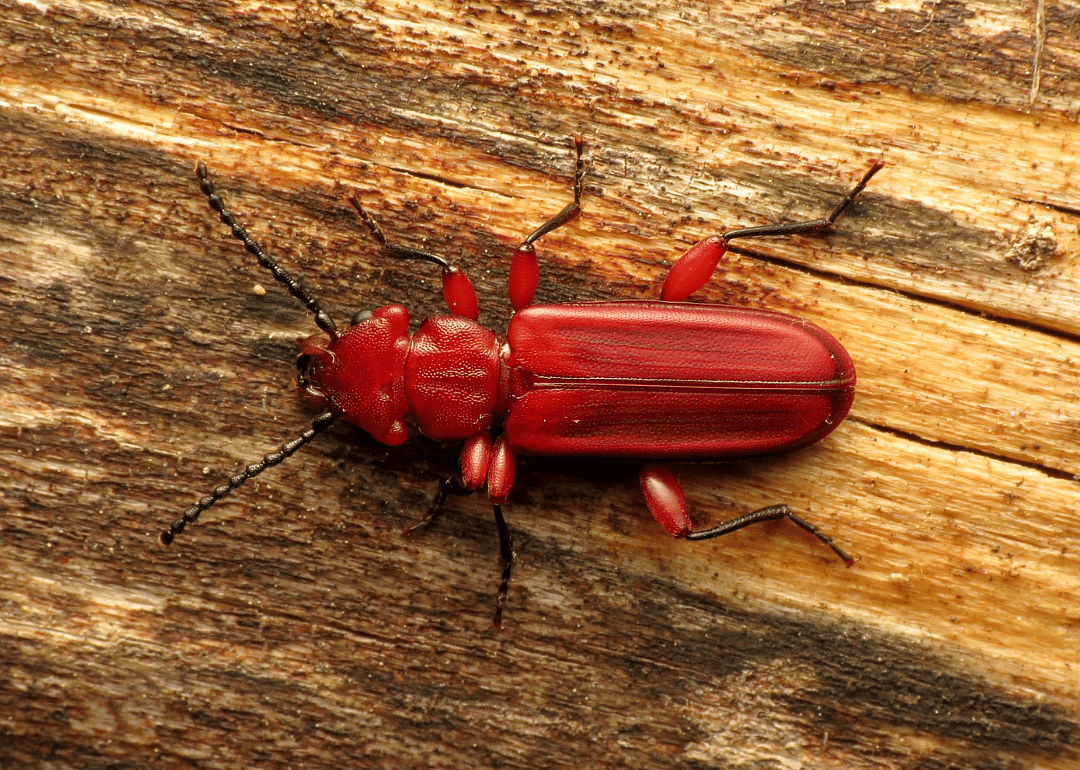 Red flat bark beetle