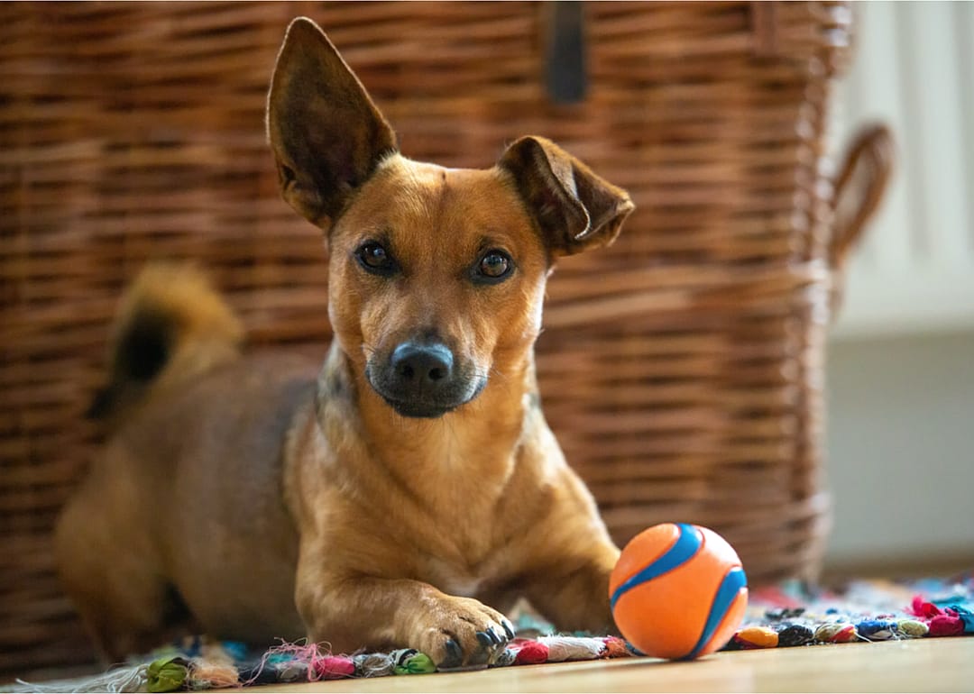 Opt for a pet without behavioral or health issues