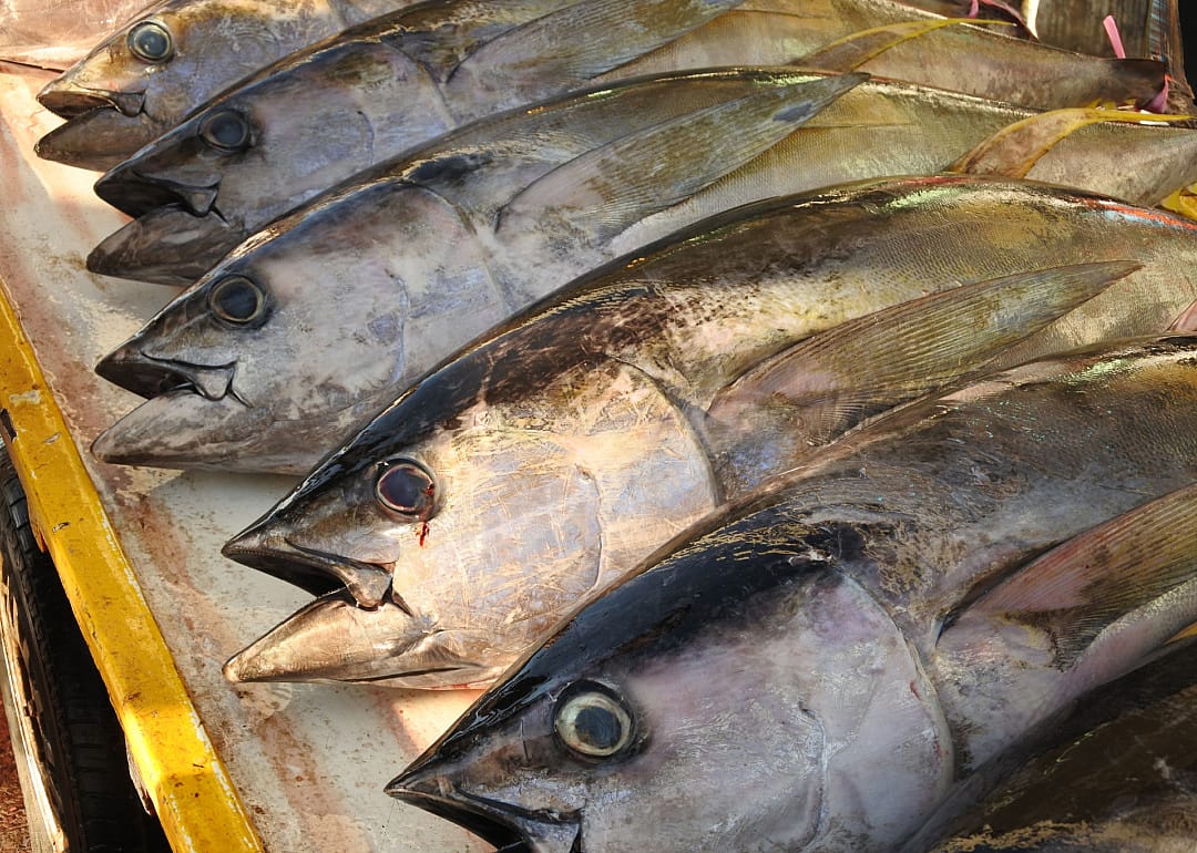 Bigeye Tuna
