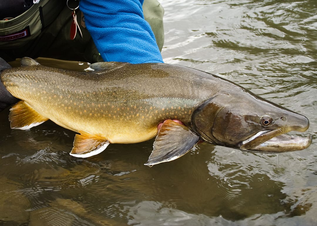 Bull Trout