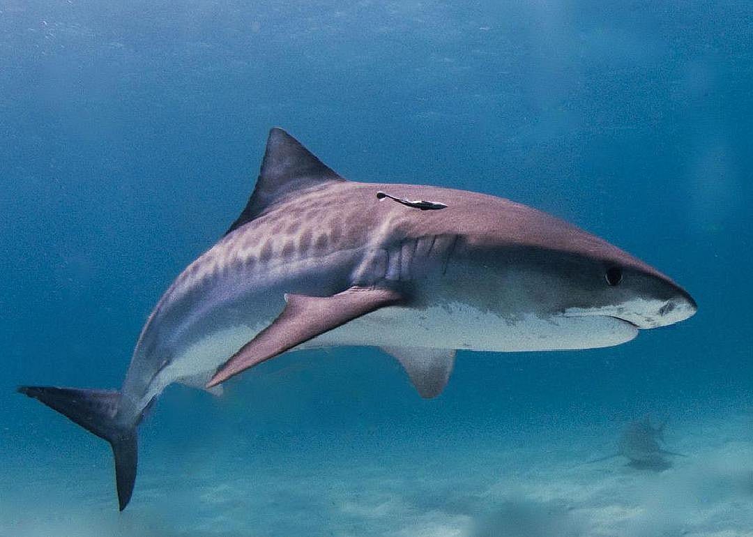 Sharks