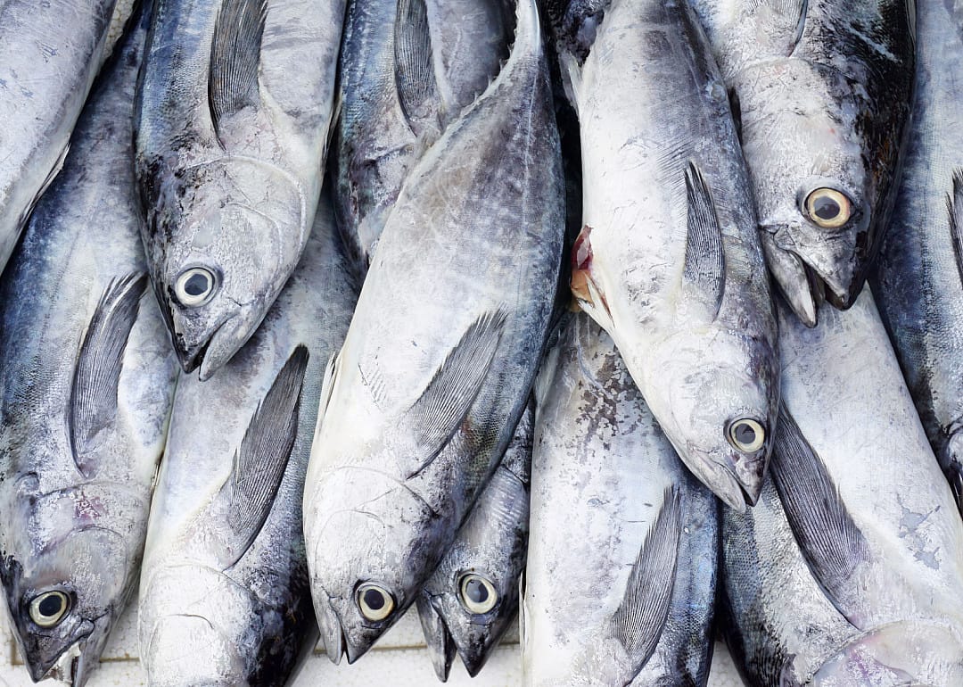 Skipjack Tuna
