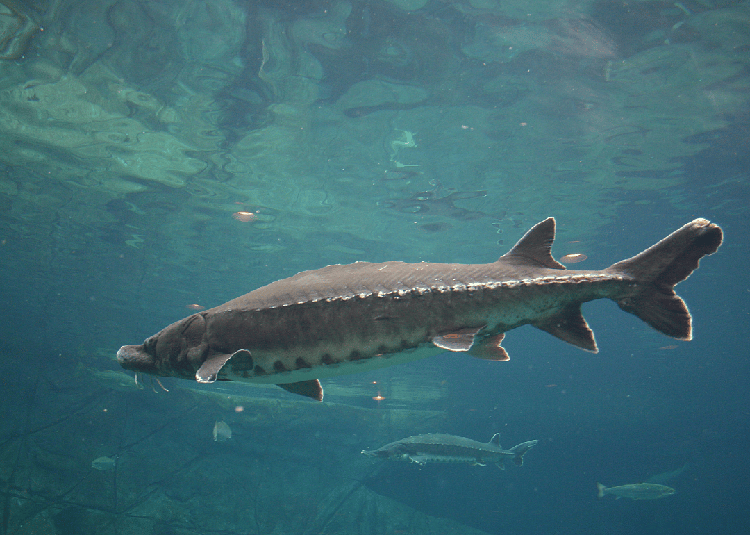 Sturgeon swimming in water