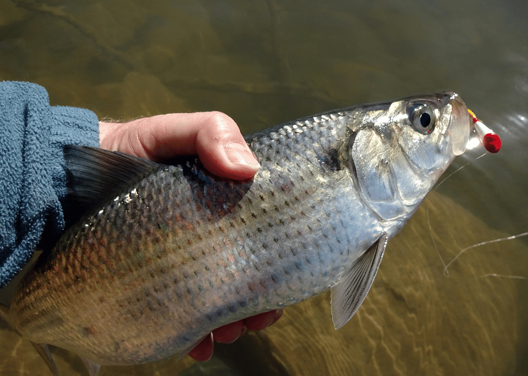 Hickory Shad