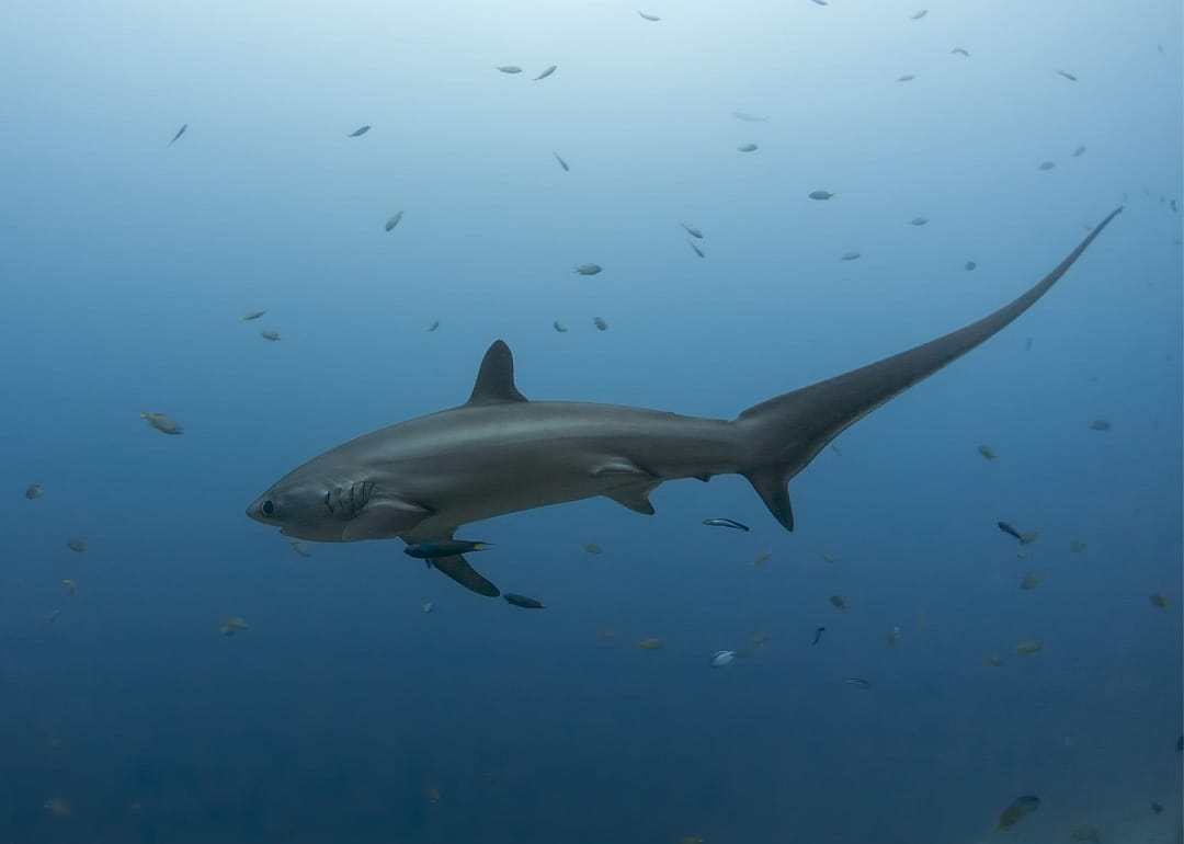Thresher Shark