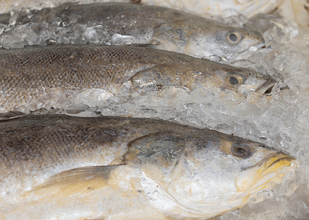 Weakfish