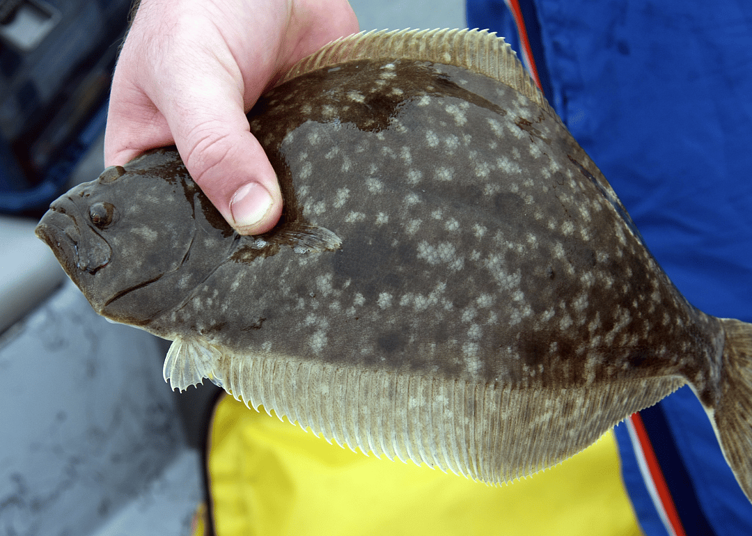 Winter Flounder