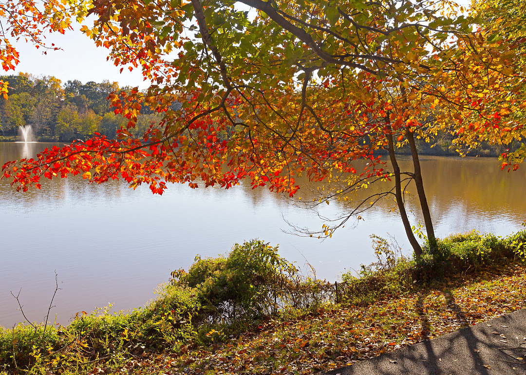 A pond surrounded by autumnal foliage. 