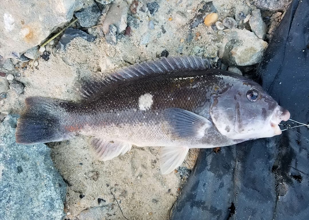 Tautog