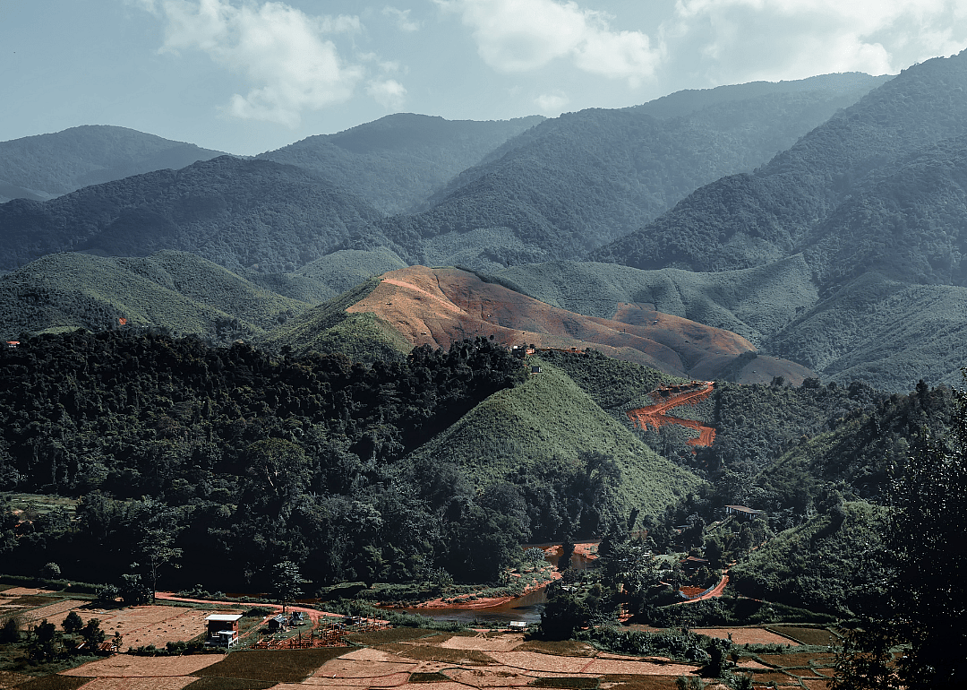 Coffee plantation in Nan province.