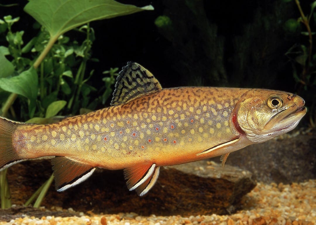 Brook Trout