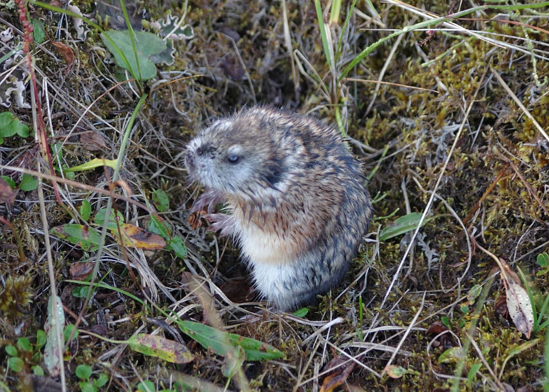 Arctic lemming