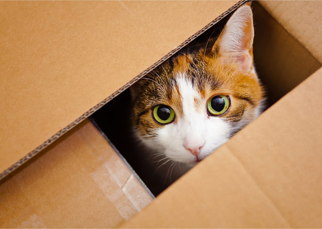 For cats, boxes are their safe space