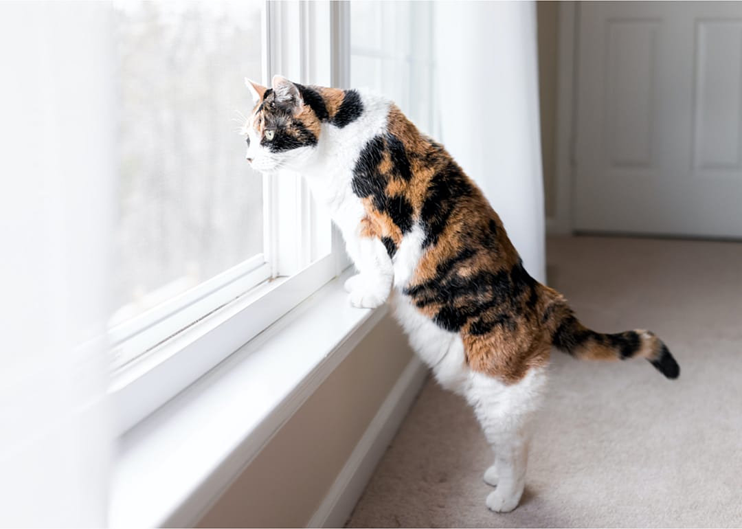 Why does my cat 'chirp' when looking out the window