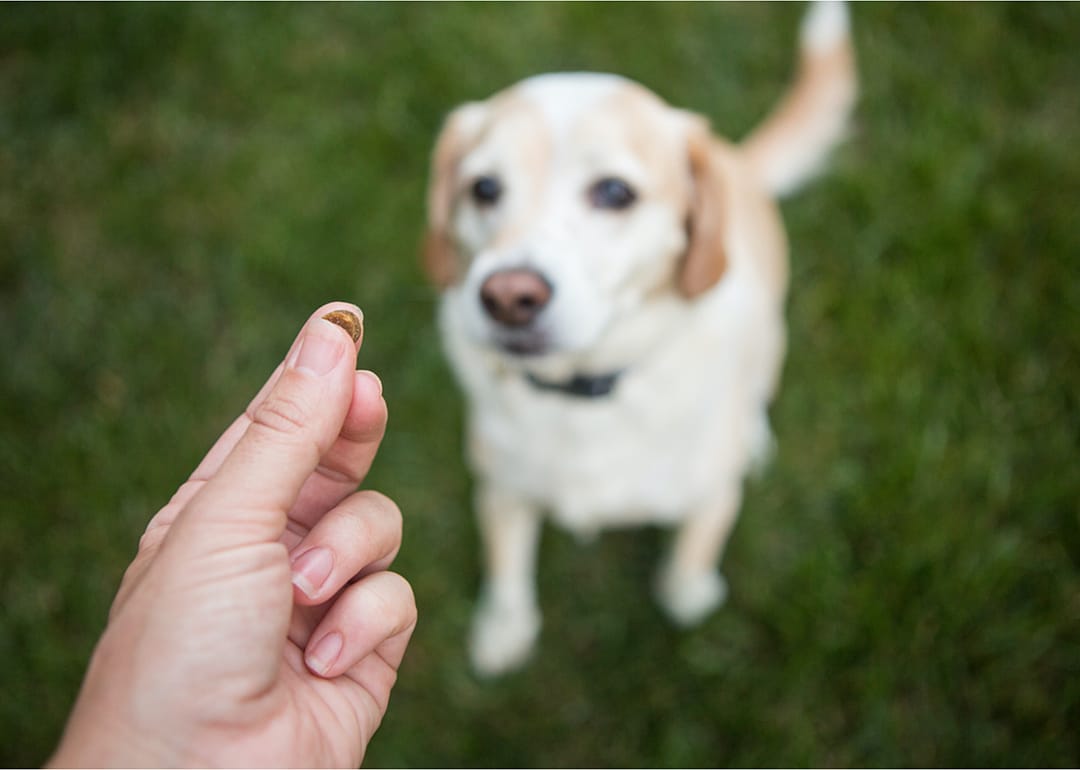 Work on obedience training