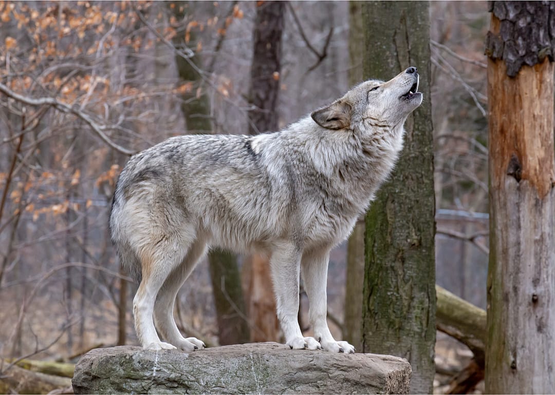 Wolves