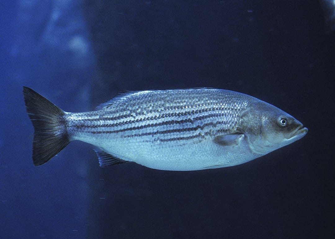 Striped Bass