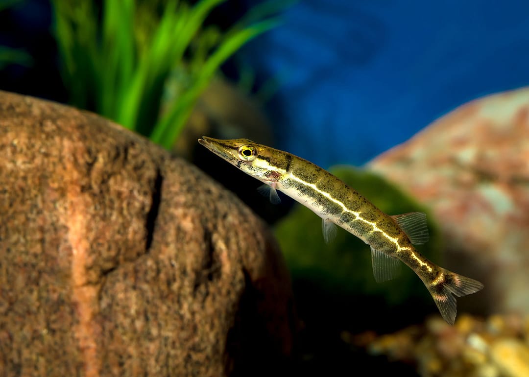 Grass Pickerel