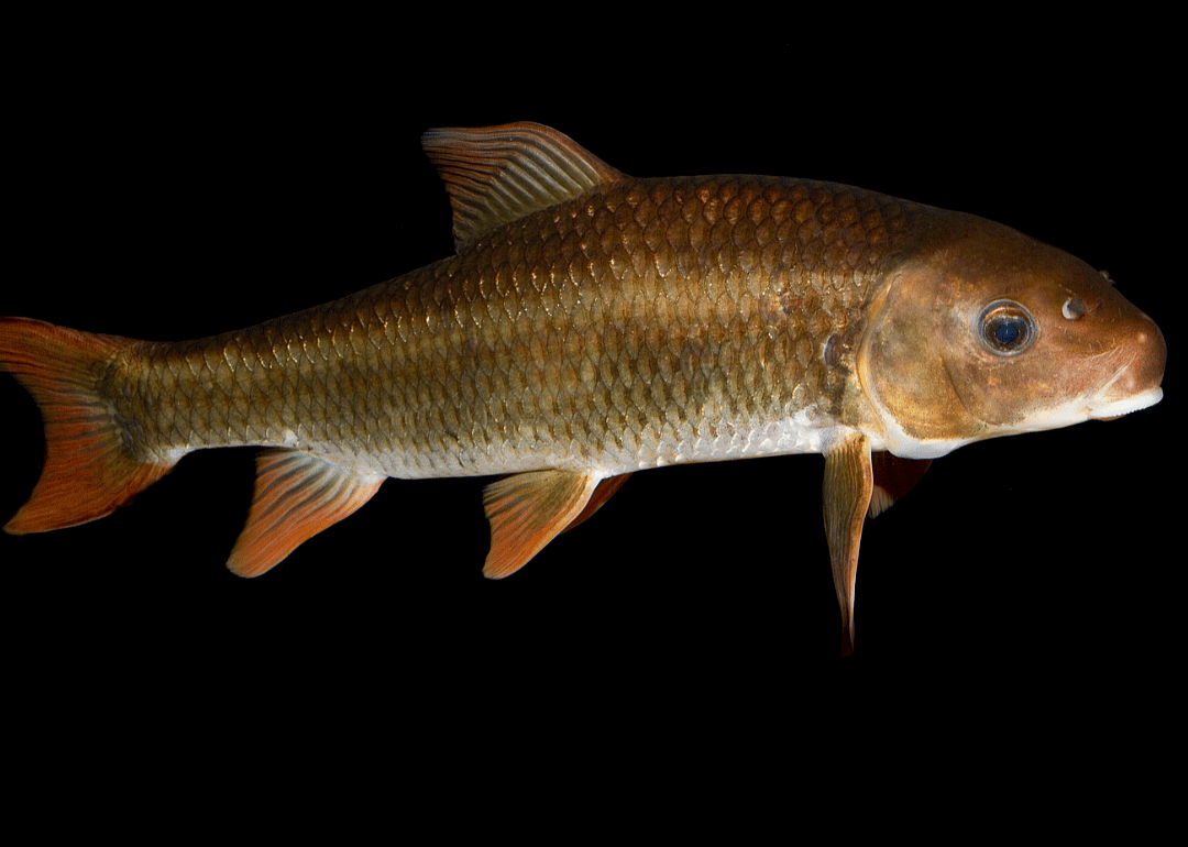 River Redhorse