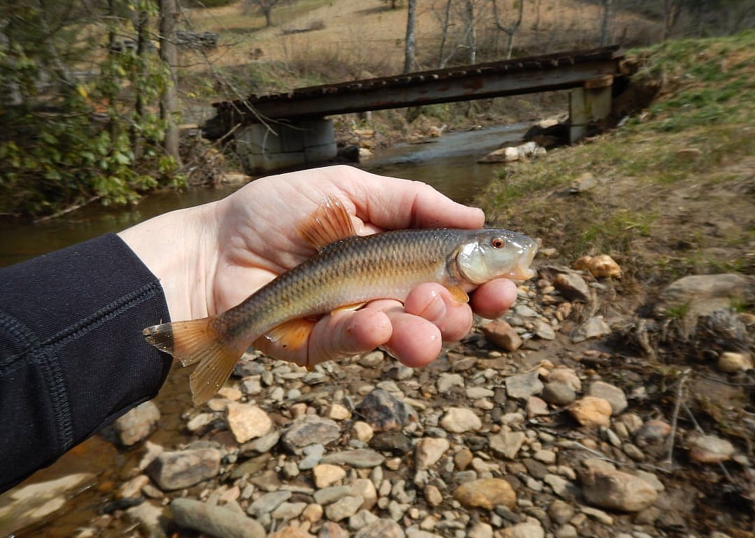 Fallfish