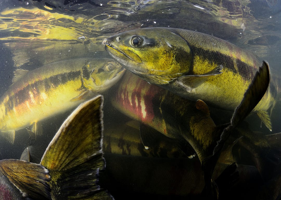 Chum Salmon