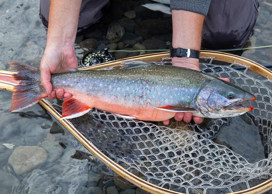 Dolly Varden Trout