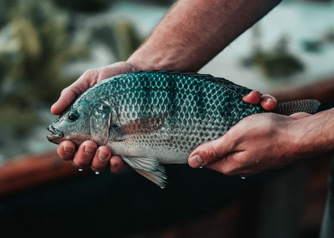 Tilapia