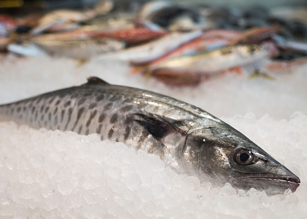 Atlantic Bonito