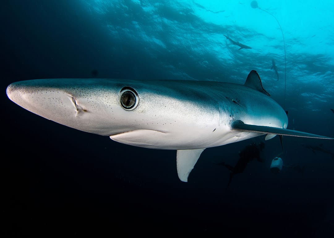 Blue Shark