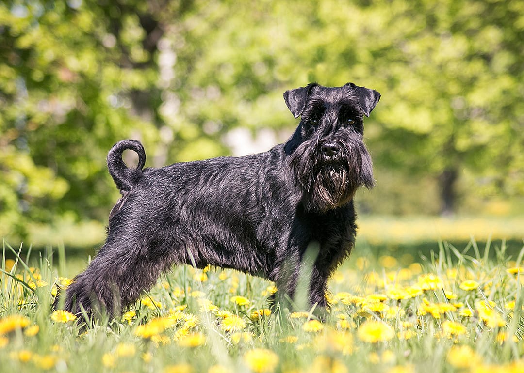 Standard schnauzer posing in field with dandelions.