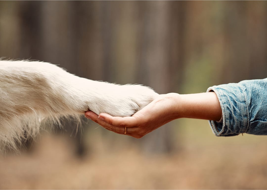 Animals may have been domesticated as ‘living tools’