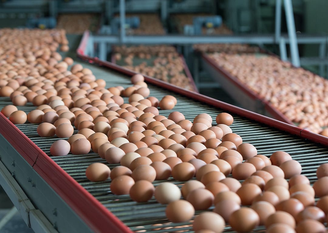Commercial egg farms produce more than 65 billion eggs each year