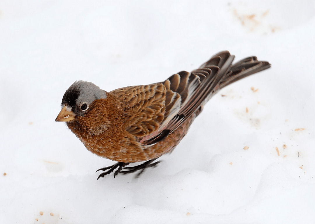 Gray-crowned rosy finch