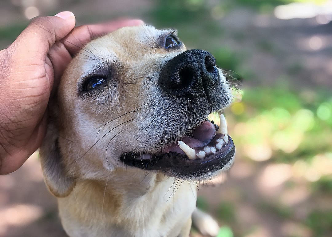 Emotionally prepare for when they find a new home