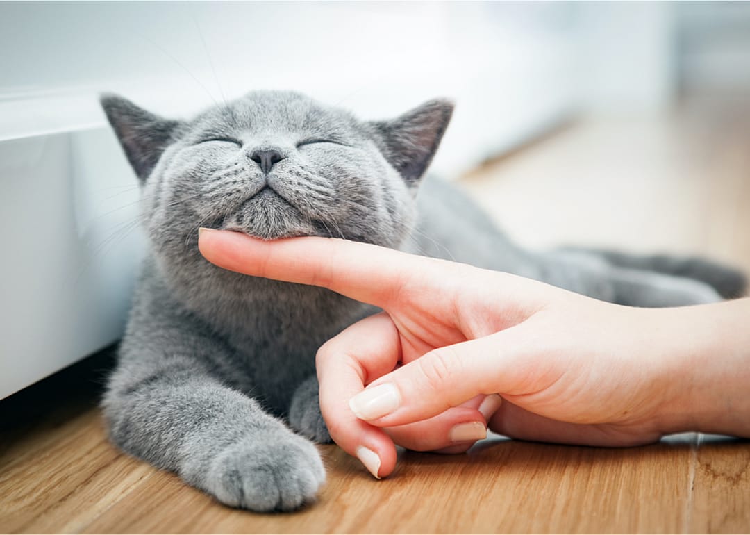 Why do cats purr?
