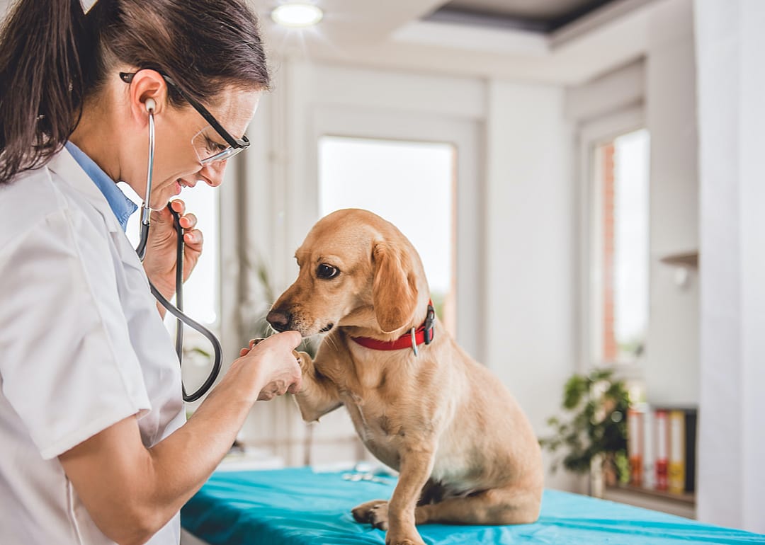 #23. Veterinarians