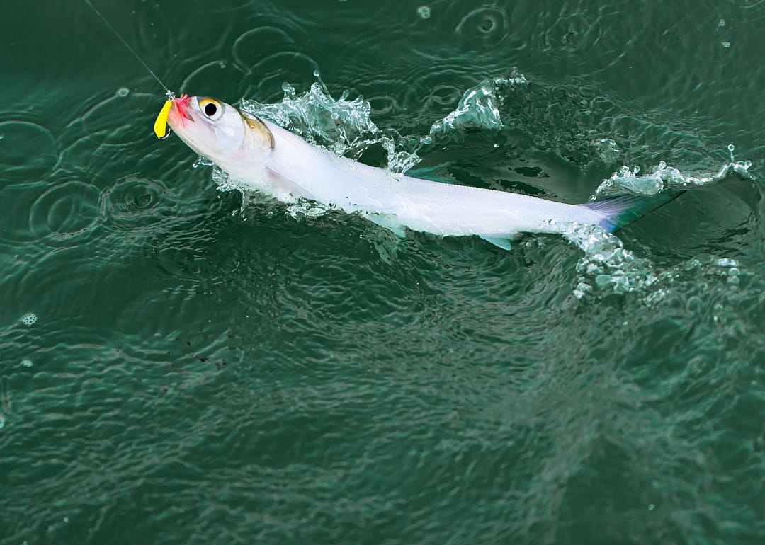 Ladyfish
